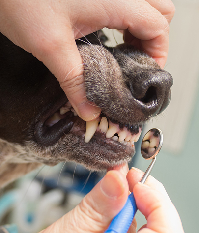 Fort Shafter Dog Dentist