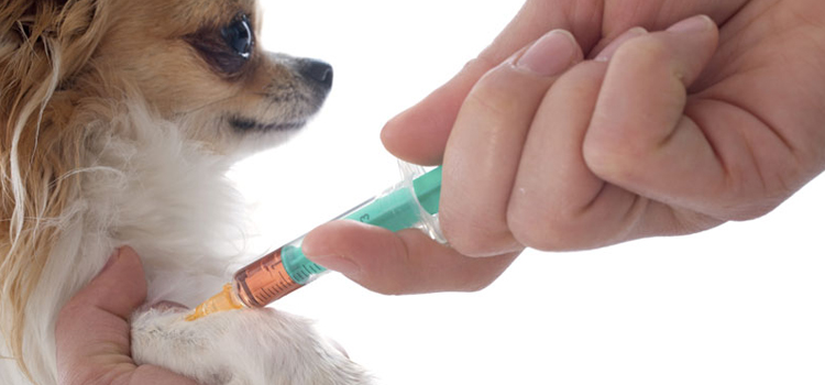 dog vaccination clinic in Wake Island