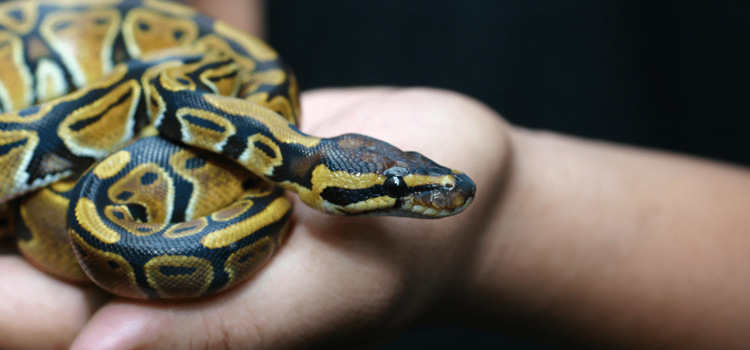 practiced vet care for reptiles in Wake Island