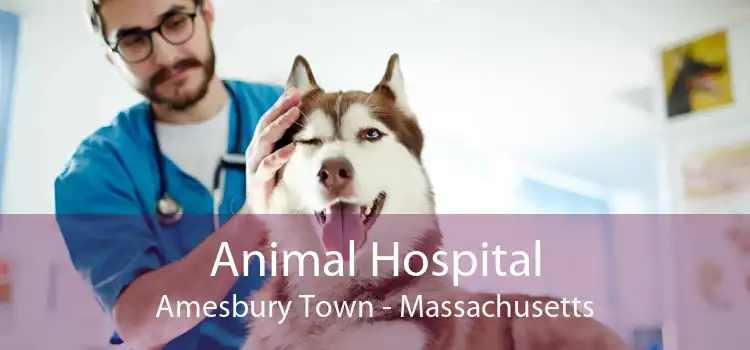 Animal Hospital Amesbury Town - Massachusetts