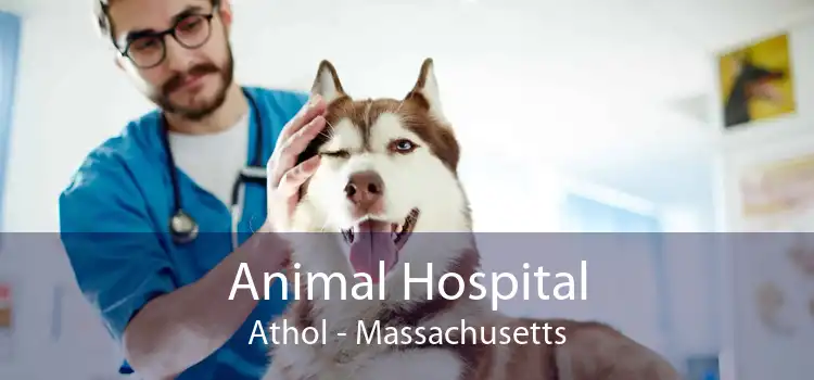 Animal Hospital Athol - Massachusetts