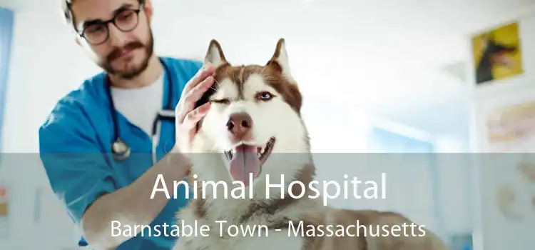 Animal Hospital Barnstable Town - Massachusetts