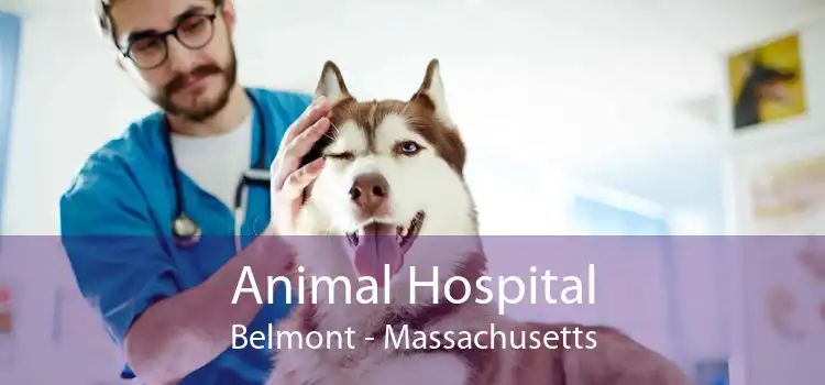 Animal Hospital Belmont - Massachusetts