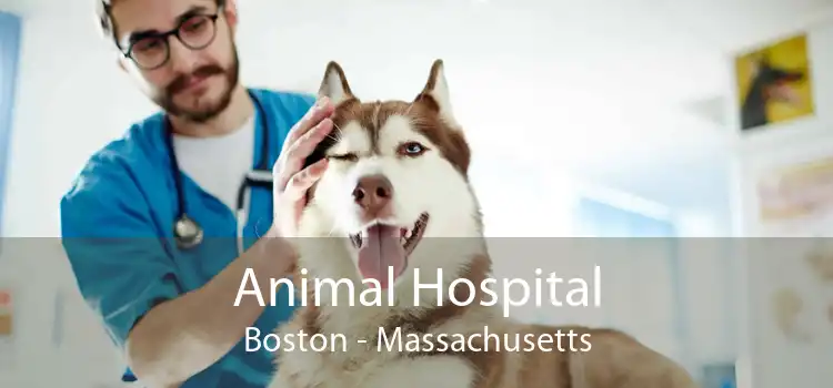 Animal Hospital Boston - Massachusetts