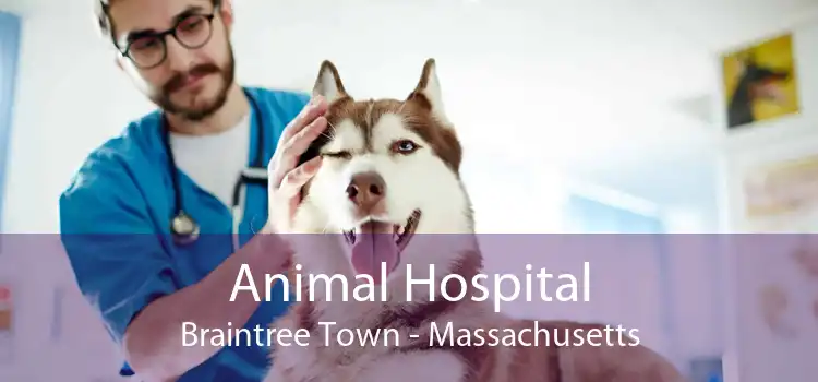 Animal Hospital Braintree Town - Massachusetts