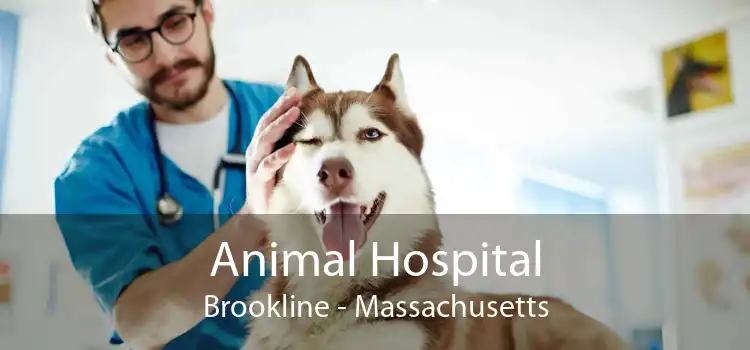 Animal Hospital Brookline - Massachusetts