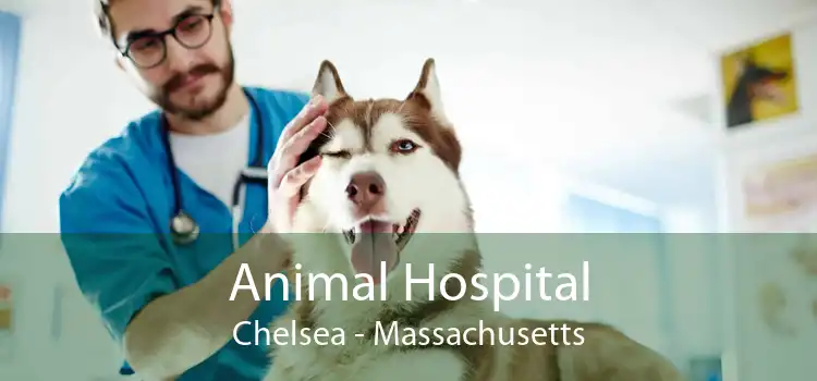 Animal Hospital Chelsea - Massachusetts