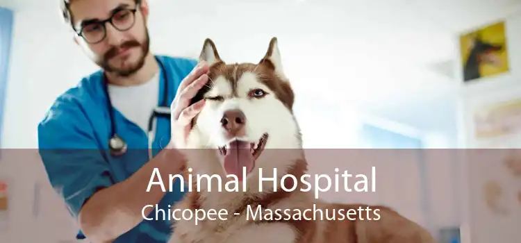 Animal Hospital Chicopee - Massachusetts