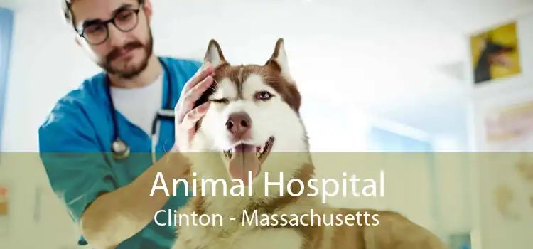 Animal Hospital Clinton - Massachusetts