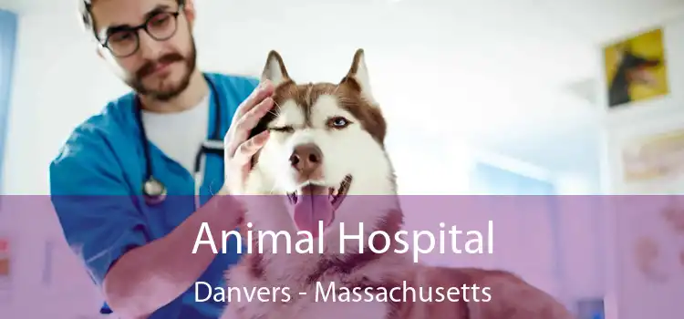 Animal Hospital Danvers - Massachusetts