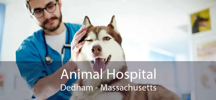 Animal Hospital Dedham - Massachusetts