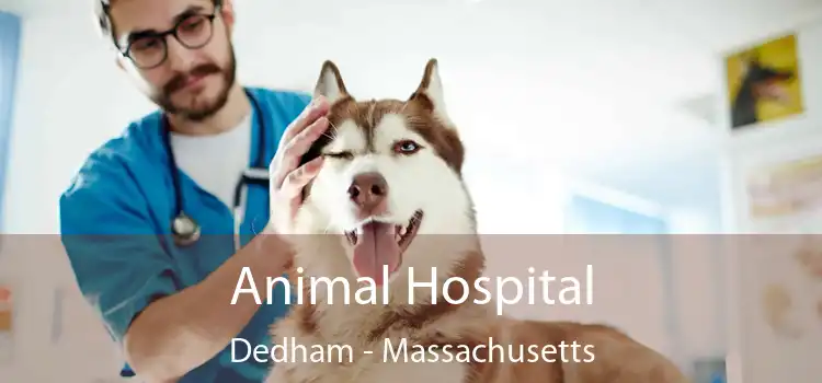 Animal Hospital Dedham - Massachusetts