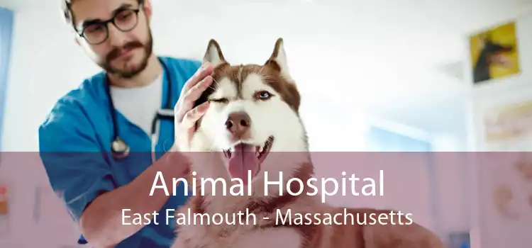 Animal Hospital East Falmouth - Massachusetts