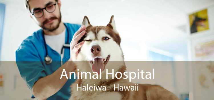 Animal Hospital Haleiwa - Hawaii