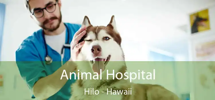 Animal Hospital Hilo - Hawaii