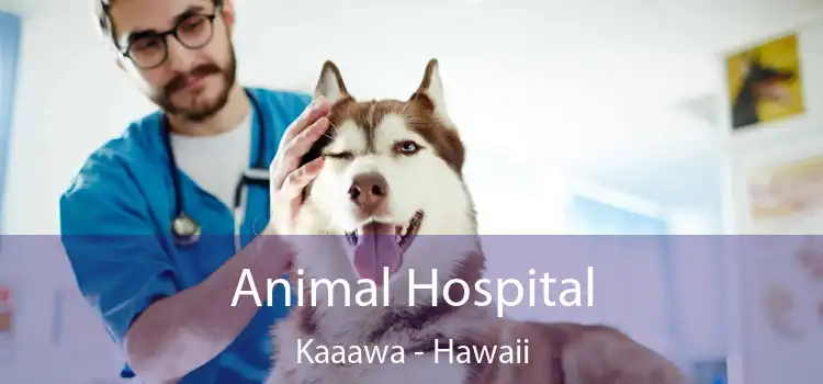 Animal Hospital Kaaawa - Hawaii