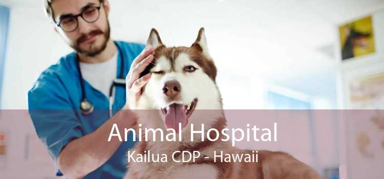 Animal Hospital Kailua CDP - Hawaii