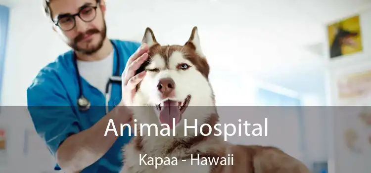 Animal Hospital Kapaa - Hawaii