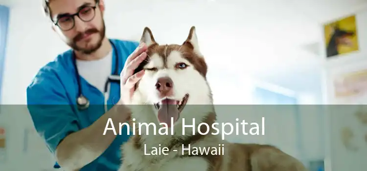 Animal Hospital Laie - Hawaii