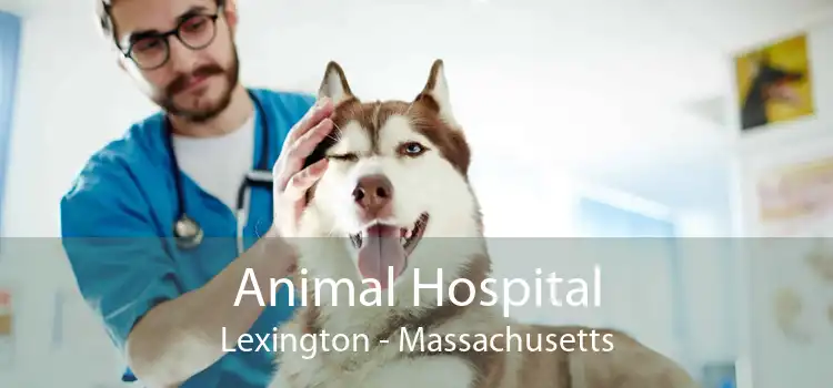 Animal Hospital Lexington - Massachusetts