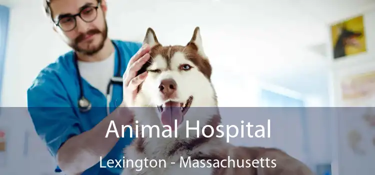 Animal Hospital Lexington - Massachusetts