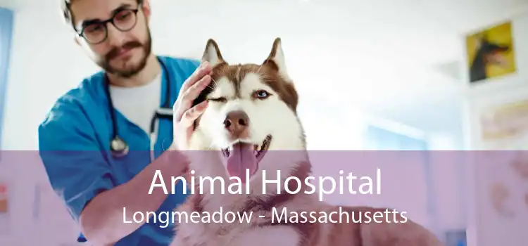 Animal Hospital Longmeadow - Massachusetts