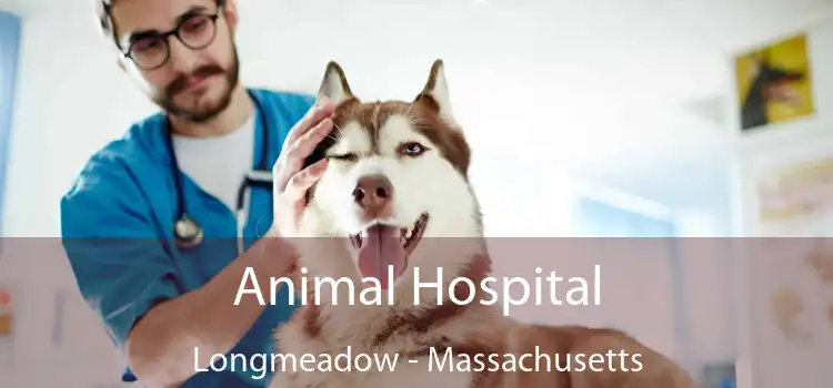 Animal Hospital Longmeadow - Massachusetts