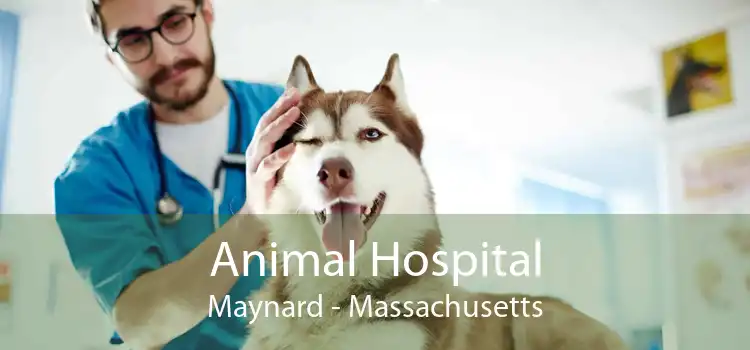 Animal Hospital Maynard - Massachusetts