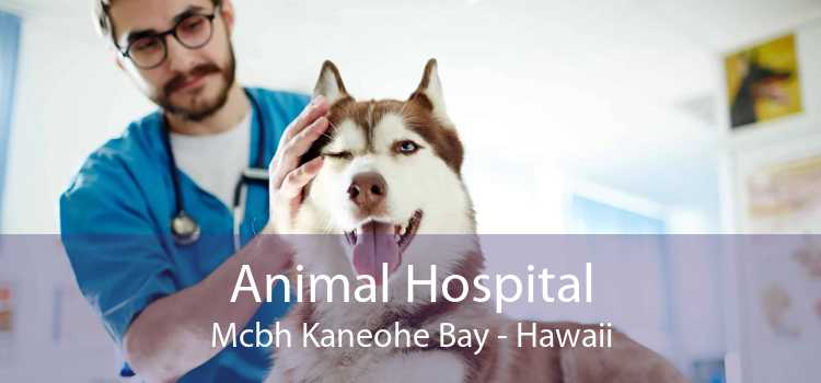 Animal Hospital Mcbh Kaneohe Bay - Hawaii