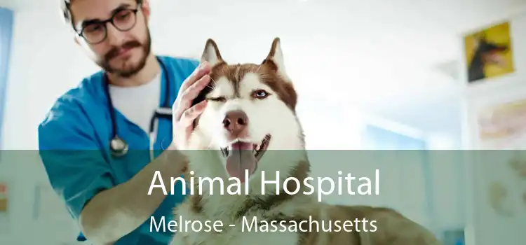 Animal Hospital Melrose - Massachusetts