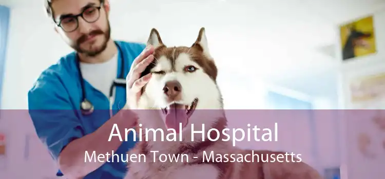 Animal Hospital Methuen Town - Massachusetts