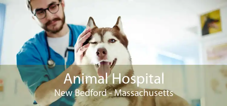 Animal Hospital New Bedford - Massachusetts