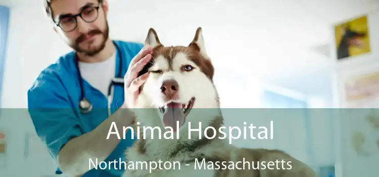 Animal Hospital Northampton - Massachusetts