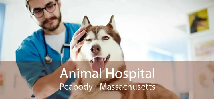 Animal Hospital Peabody - Massachusetts