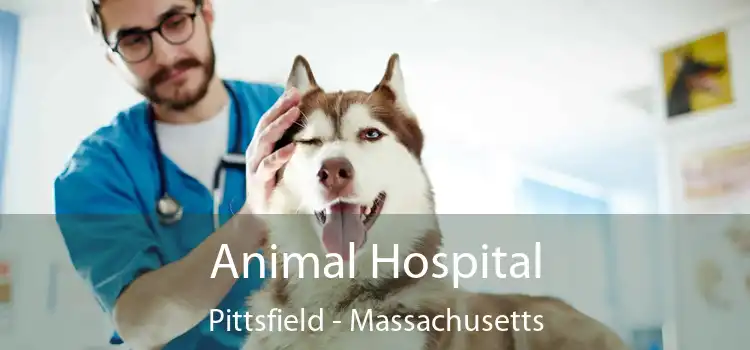 Animal Hospital Pittsfield - Massachusetts