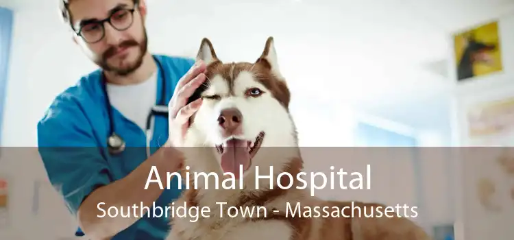 Animal Hospital Southbridge Town - Massachusetts