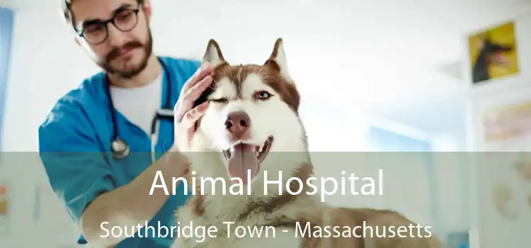 Animal Hospital Southbridge Town - Massachusetts