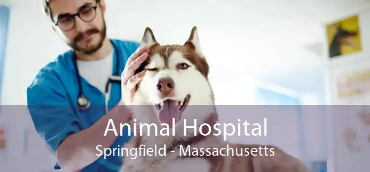 Animal Hospital Springfield - Massachusetts