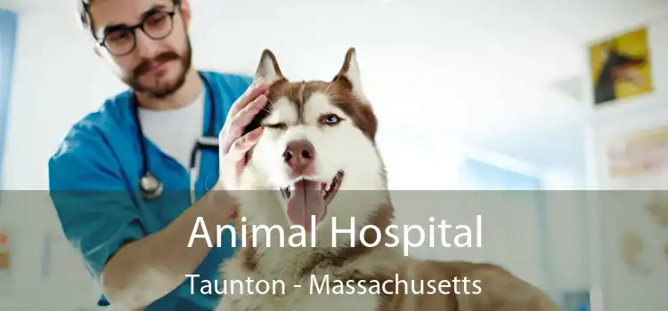 Animal Hospital Taunton - Massachusetts