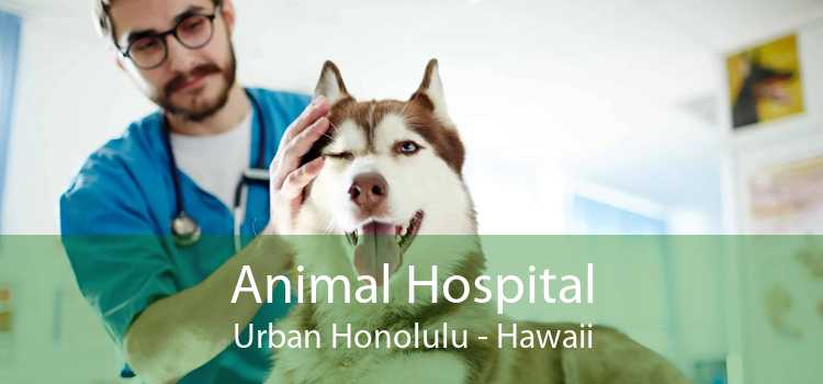 Animal Hospital Urban Honolulu - Hawaii