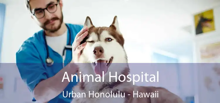 Animal Hospital Urban Honolulu - Hawaii