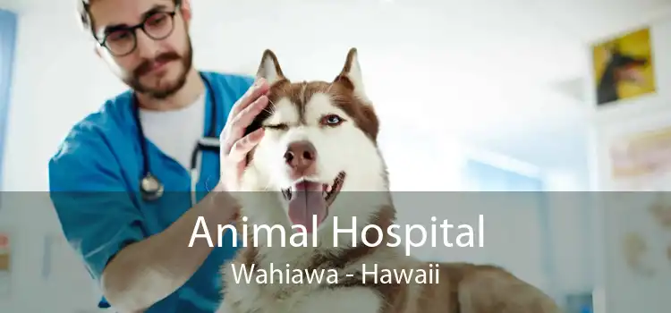 Animal Hospital Wahiawa - Hawaii