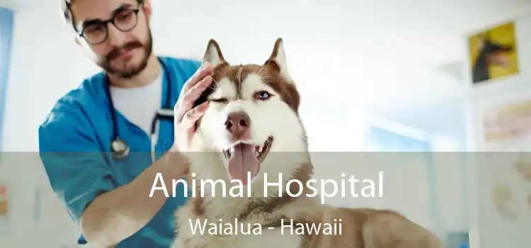 Animal Hospital Waialua - Hawaii