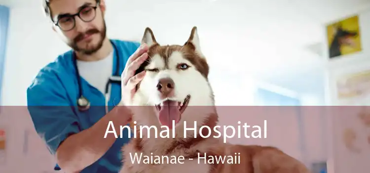 Animal Hospital Waianae - Hawaii