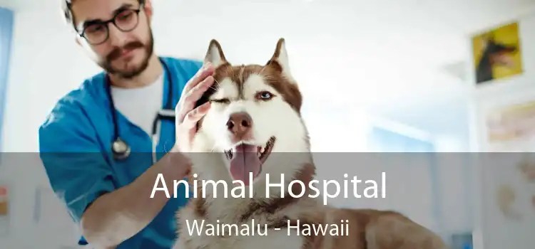 Animal Hospital Waimalu - Hawaii