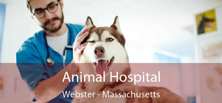 Animal Hospital Webster - Massachusetts