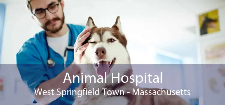 Animal Hospital West Springfield Town - Massachusetts