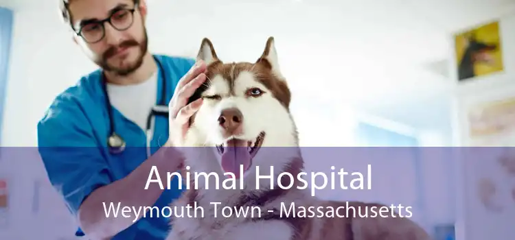 Animal Hospital Weymouth Town - Massachusetts