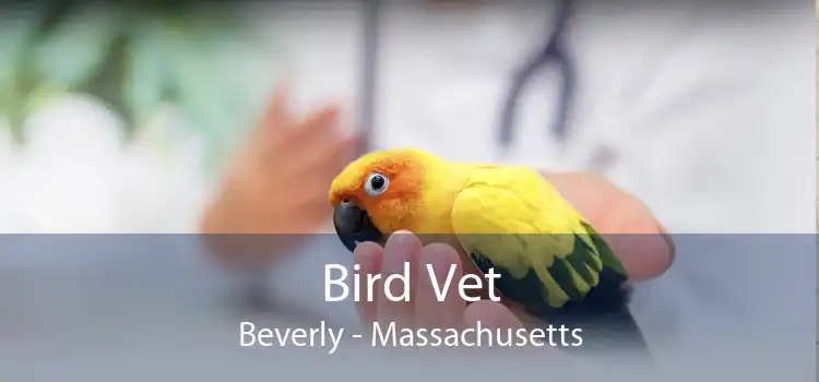 Bird Vet Beverly - Massachusetts