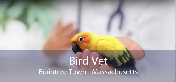 Bird Vet Braintree Town - Massachusetts